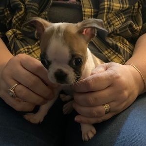 Meet your Posher, Iris